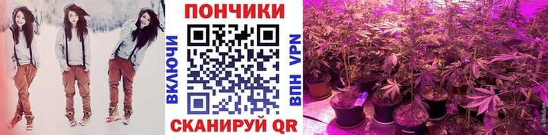 Бошки Шишки планчик где можно купить наркотик Йошкар-Ола